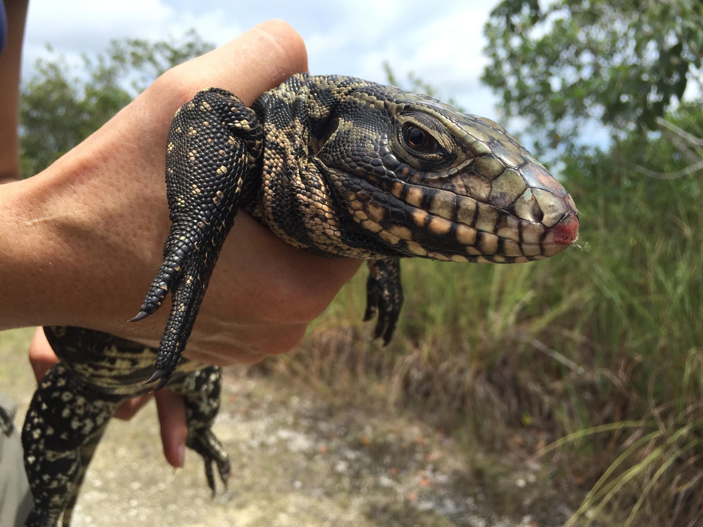 Biologists Remove Invasive Tegu Lizard, Threatening Florida's Wildlife