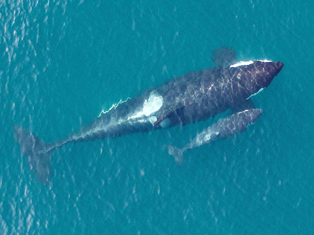 Scientists&#39; Drone Captures Stunning Pictures of Pacific Northwest Killer  Whales | KLCC