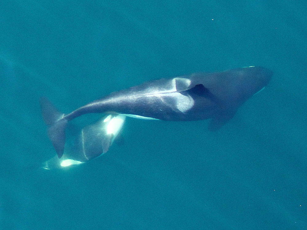 Scientists&#39; Drone Captures Stunning Pictures of Pacific Northwest Killer  Whales | KLCC
