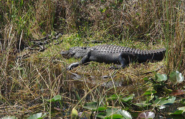 Scrawny Alligators Reflect Everglades' Many Problems | WUSF News