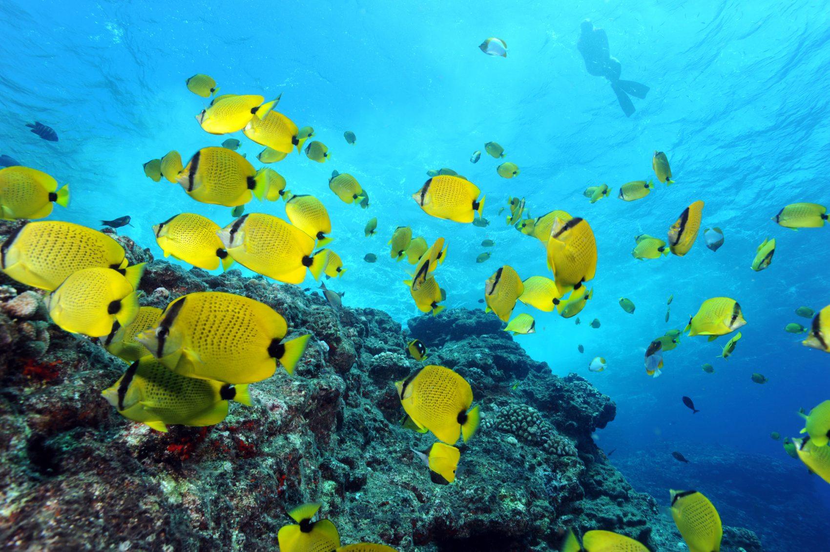 Hawaii National Monument Becomes World's Largest Marine Protected Area ...