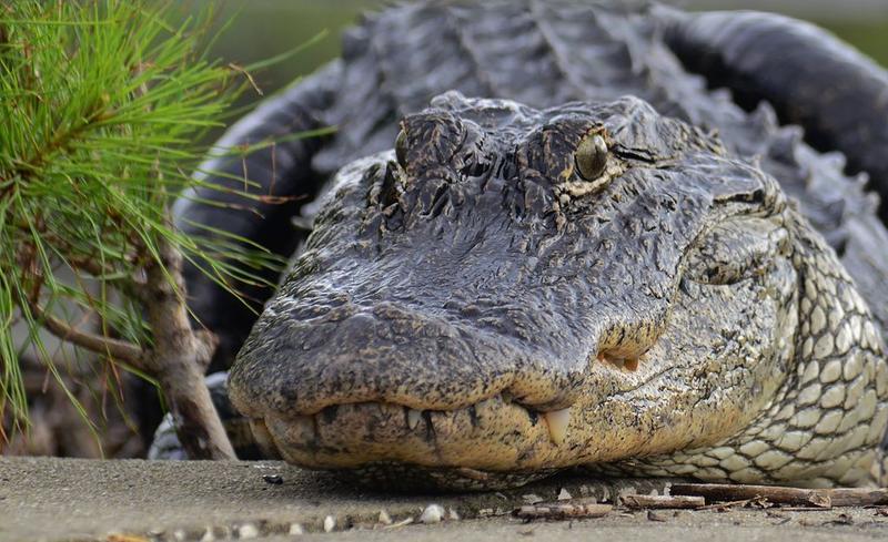 Alligator Bites Reach Record High In Florida | WUSF News