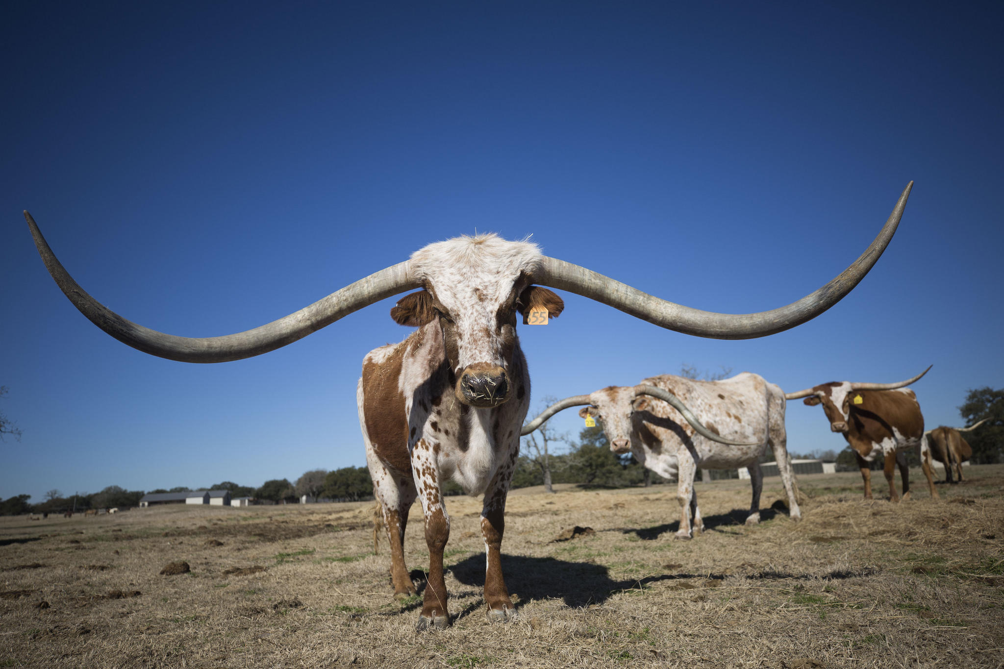 A 380,000 Longhorn? A Look At The NeverEnding Race For The Biggest