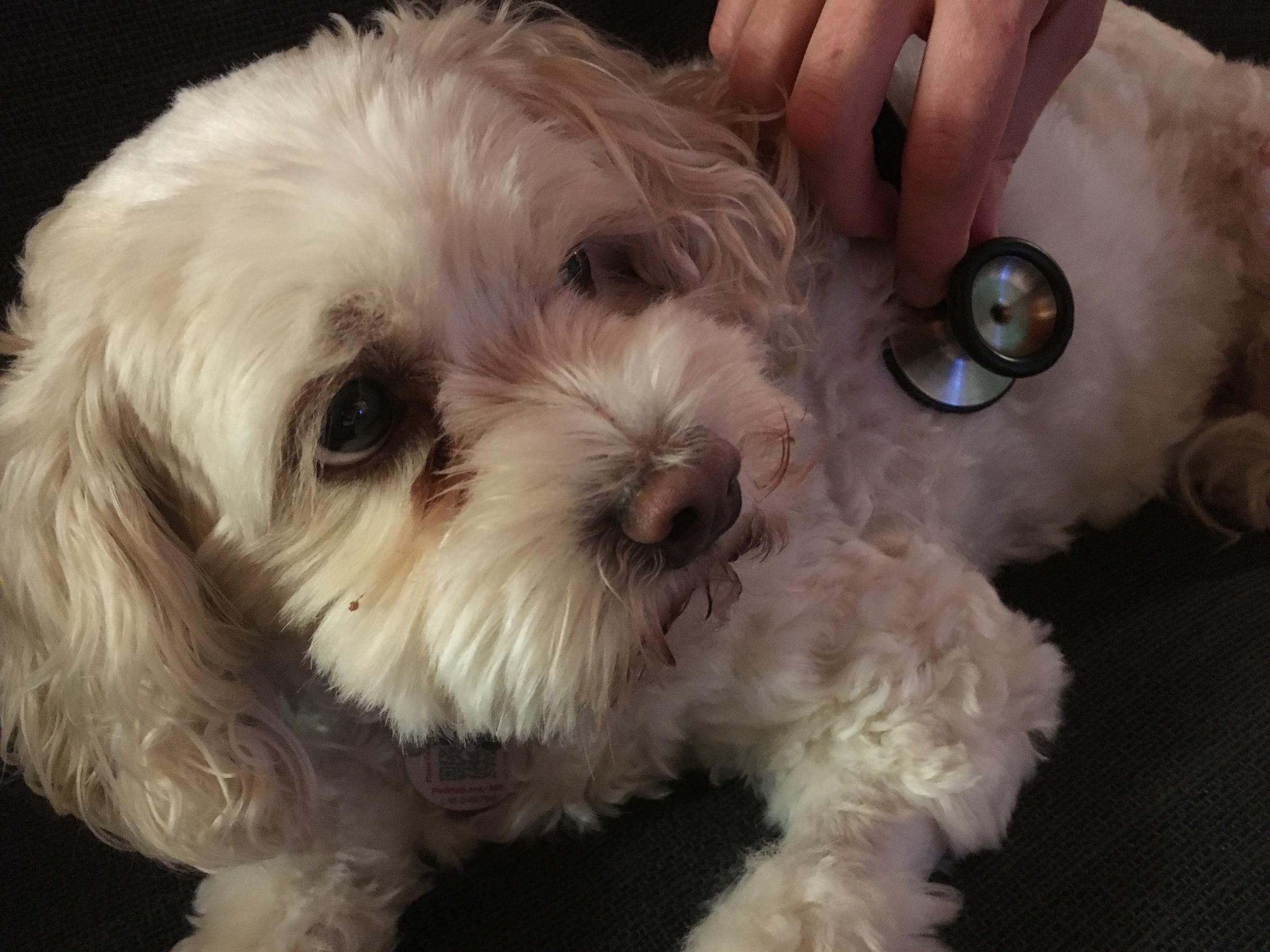 Don'T Let This Kill Your Dog! Flu Vs. Parainfluenza Explained - 7eslr6l