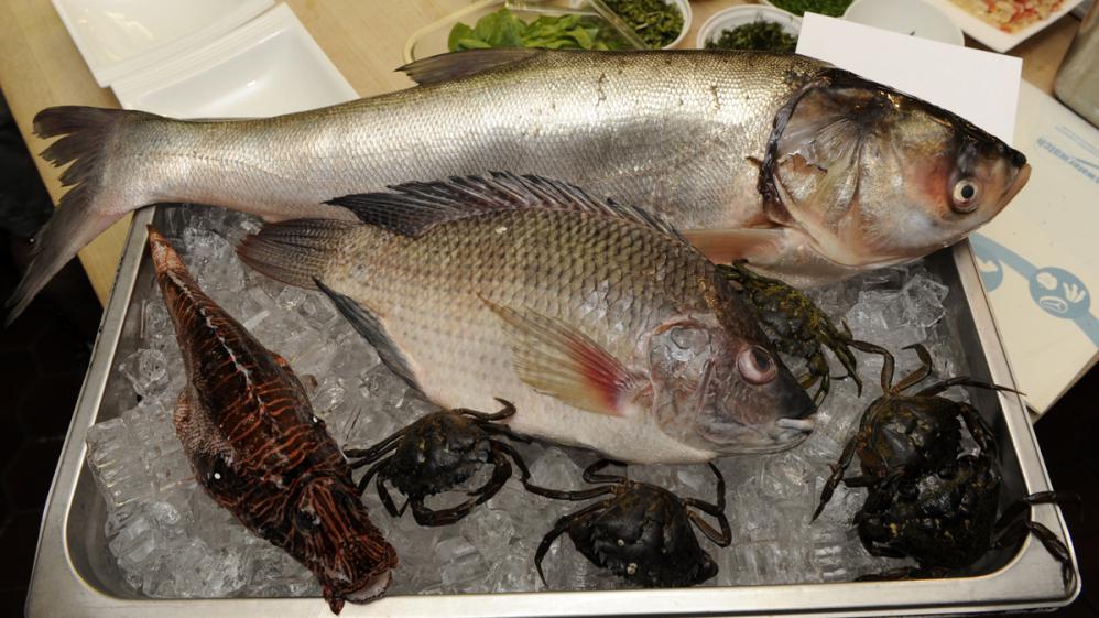 In A Fish Eat Fish World Order Asian Carp And Lionfish To Save