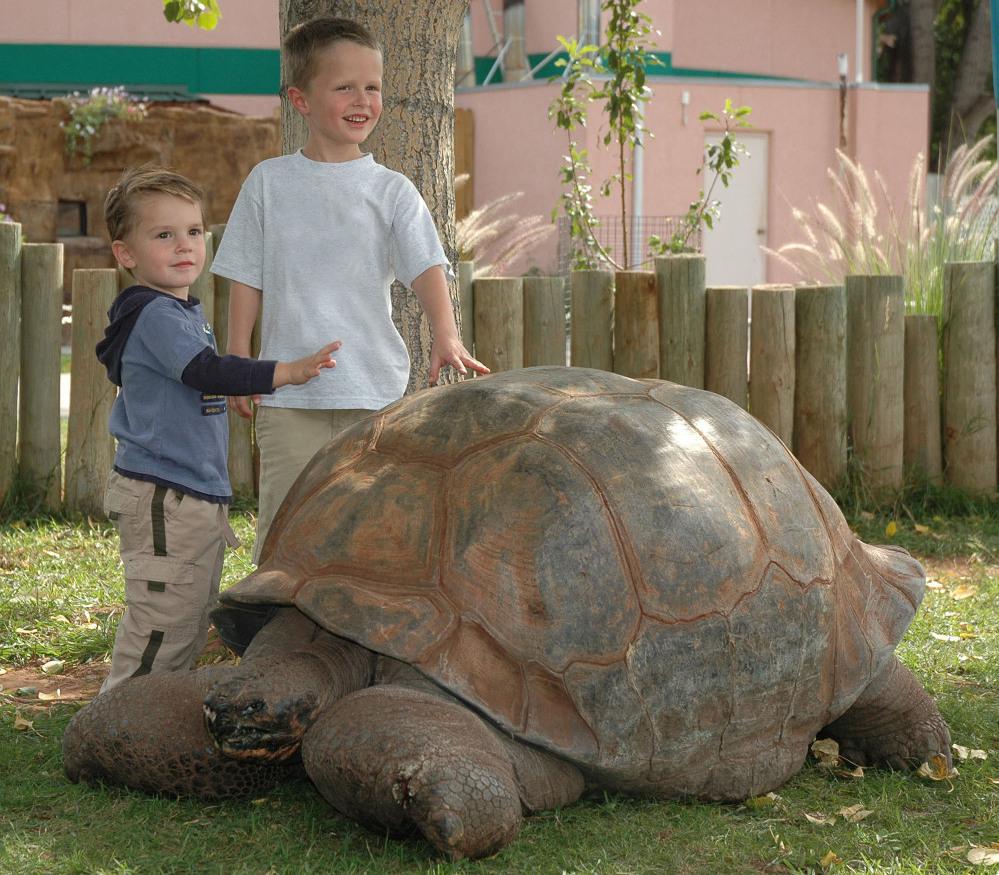Methuselah A Well Loved Tortoise Dies At 130 In South Dakota Wyso