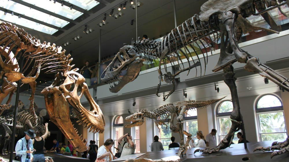 Dinosaur Hall Roars To Life In Los Angeles Wrvo Public Media