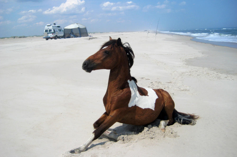 Assateague S Wild Horses Get Too Close To Company Wrvo Public Media
