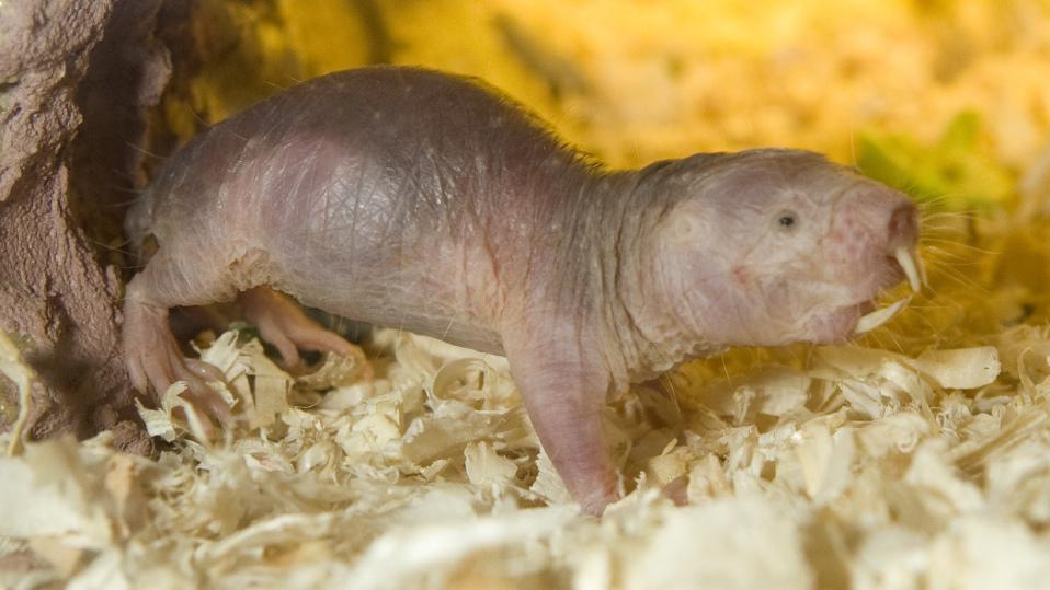 Naked Mole Rat S Genetic Code Laid Bare Knau Arizona Public Radio Naked Mole Rat S Genetic Code Laid Bare Knau Arizona Public Radio