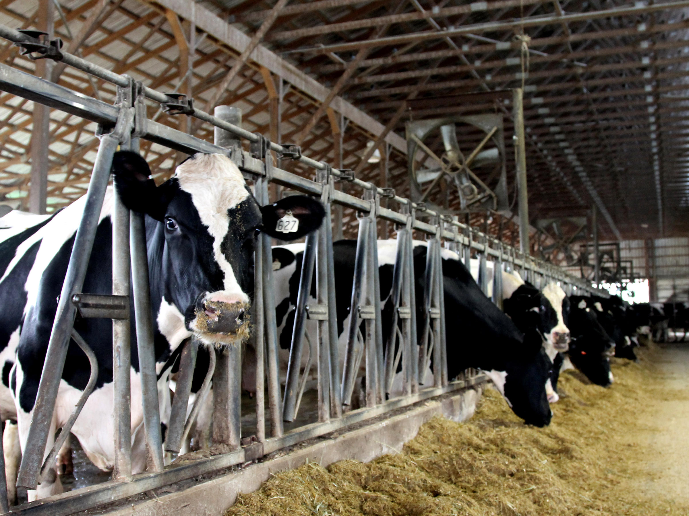 Maryland Dairy Farmers Scoop Up A Sweet New Source Of Income Wfae
