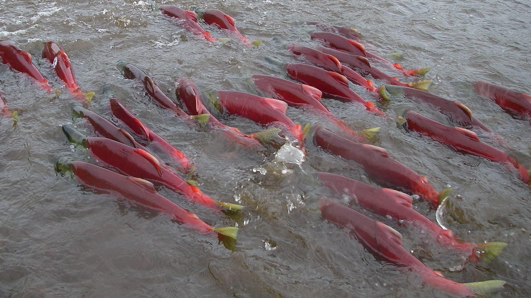 Animal How Salmon Find Their Way Back Home KUOW News and