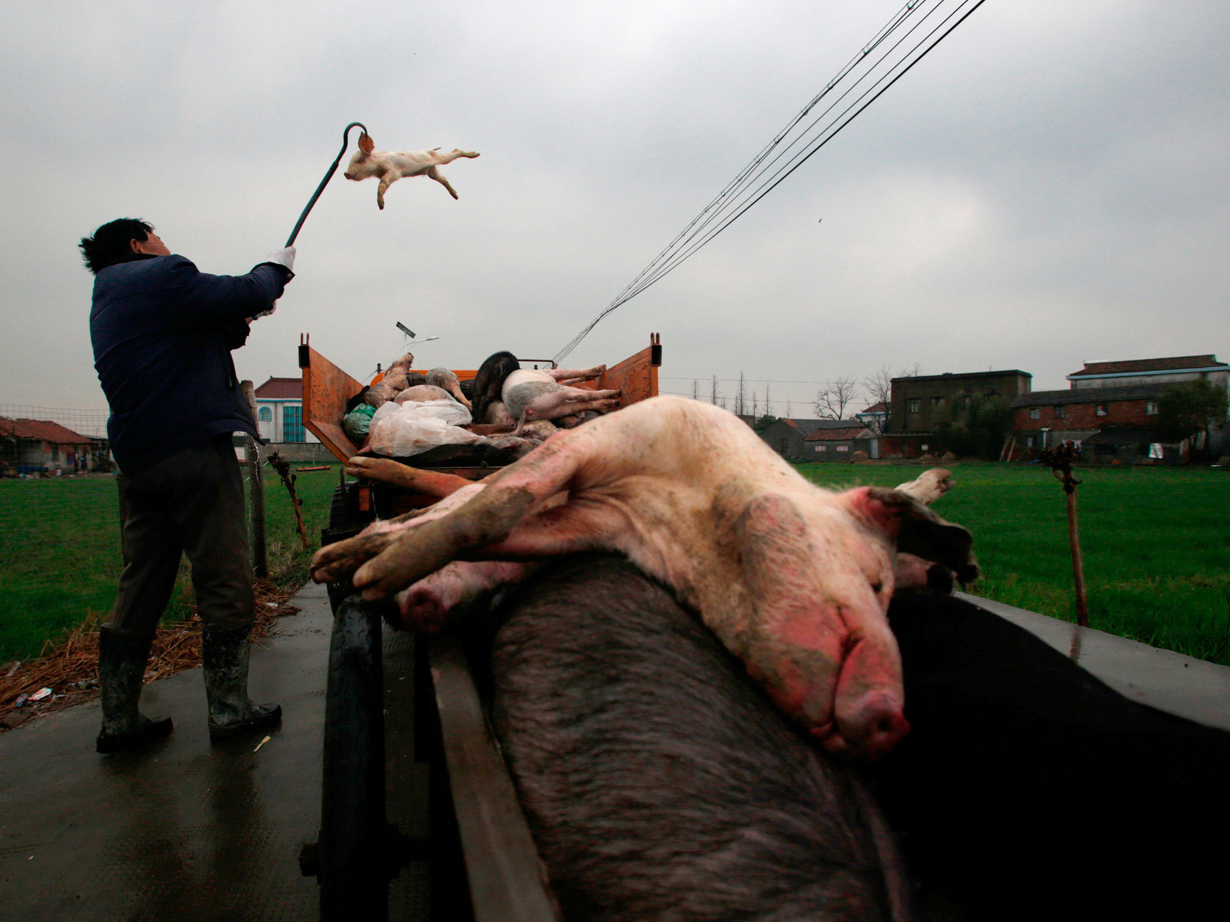 Shanghai's Dead Pigs Search For Answers Turns Up Denials WJCT NEWS