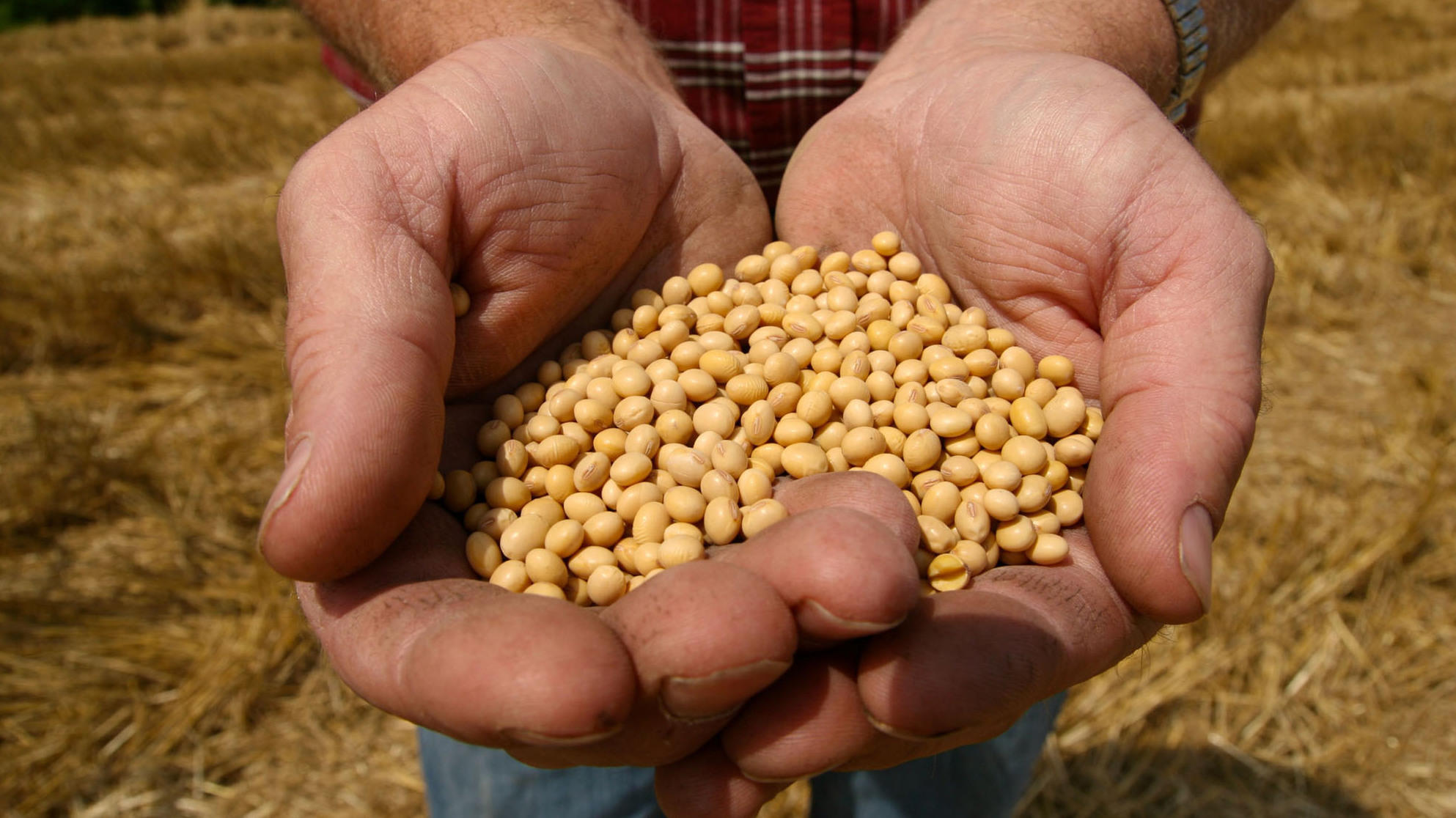 monsanto’s monopoly on the sale of seeds to american farmers