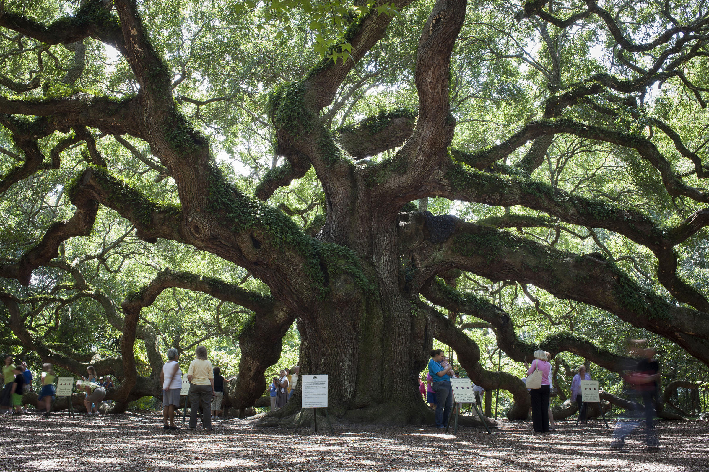 A Grass-Roots Rally To Protect South Carolina's Massive ...