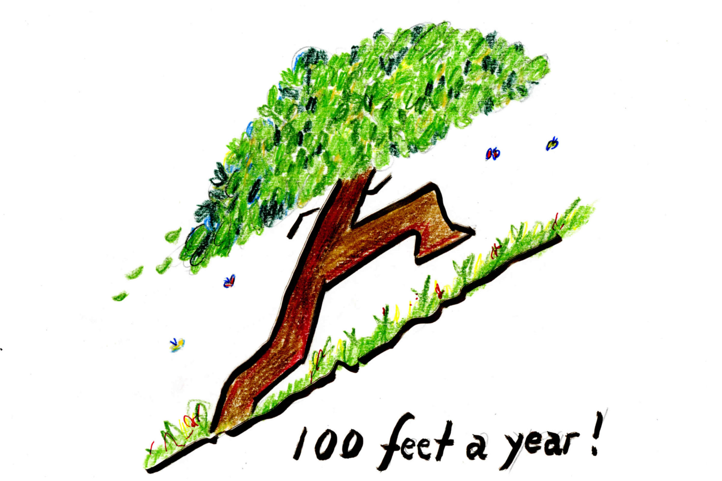 Trees On The Move As Temperature Zones Shift 3.8 Feet A Day KUOW News and Information