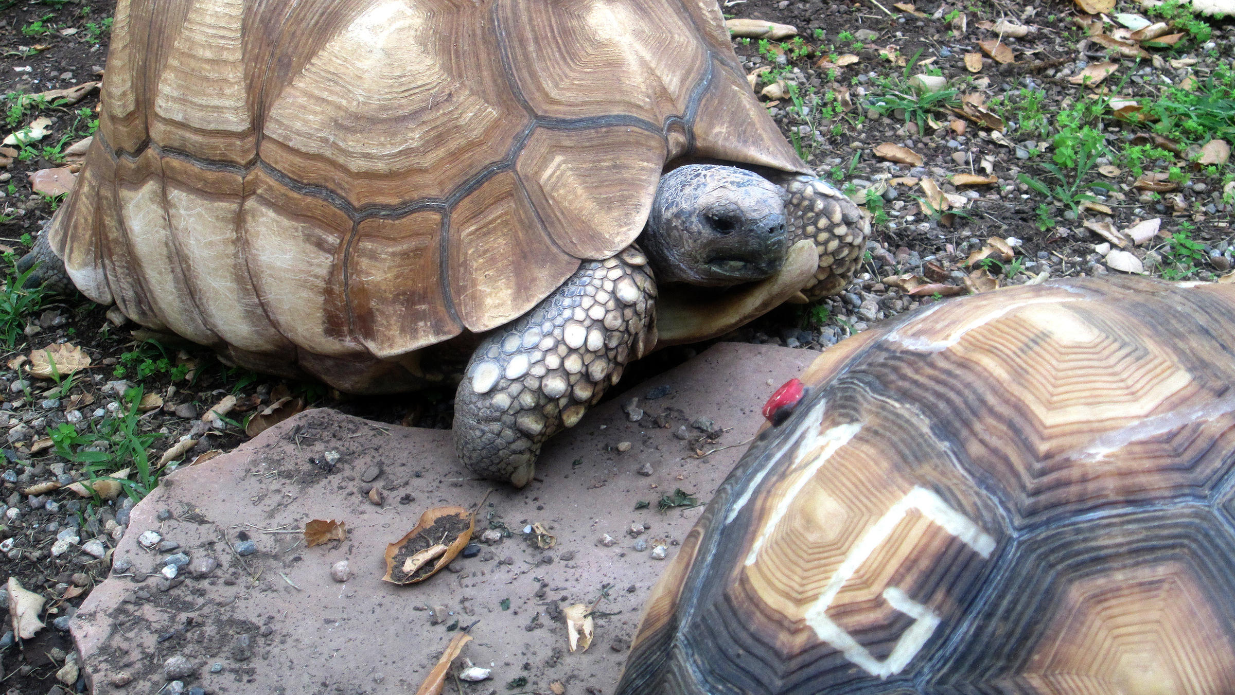 To Save Endangered Tortoises, Conservationists Deface Their Shells ...