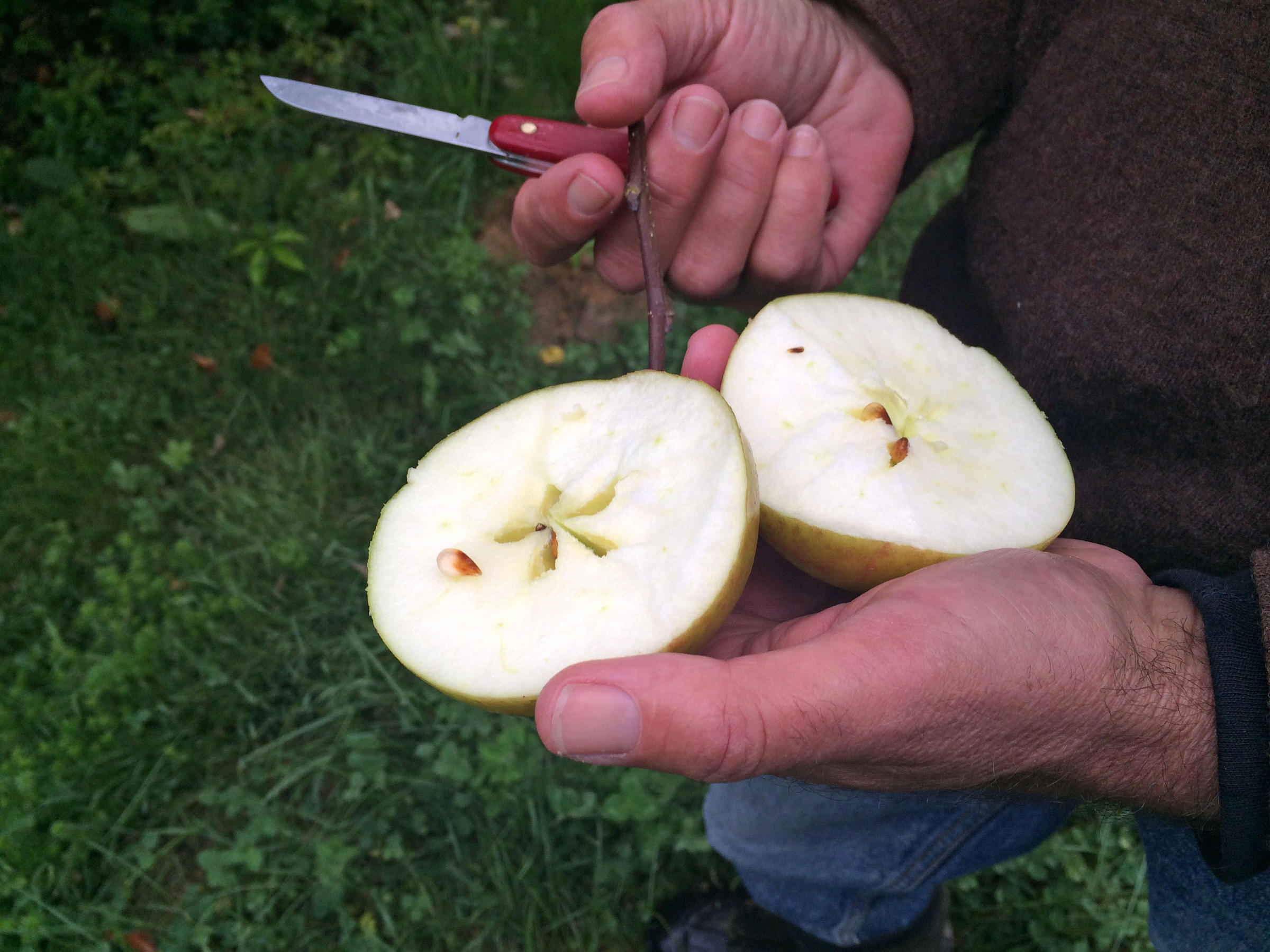 keeping heirloom apples alive is like a chain