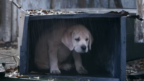 Watch The Super Bowl Or We'll Kick This Dog: The Saddest Ads Ever ...