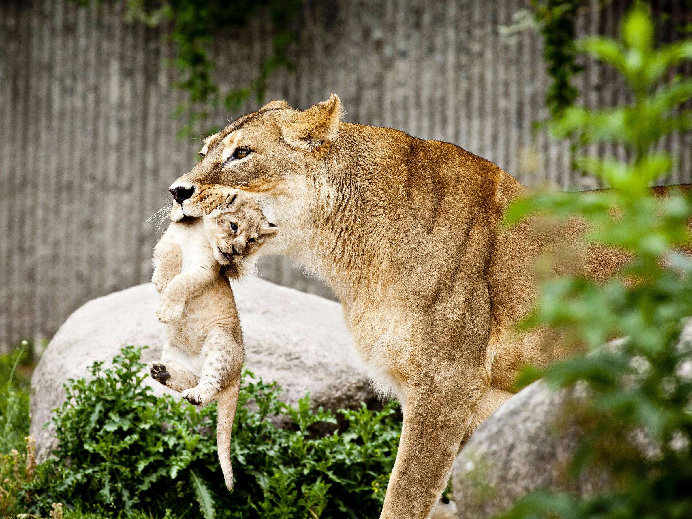 Why Do European Zoos Kill Healthy Animals New Hampshire Public Radio