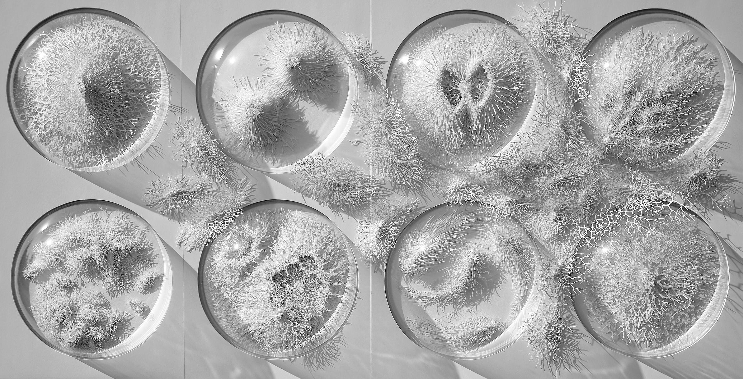 Is This A Snowy Wonderland Or The World Inside A Petri Dish? | WJCT NEWS