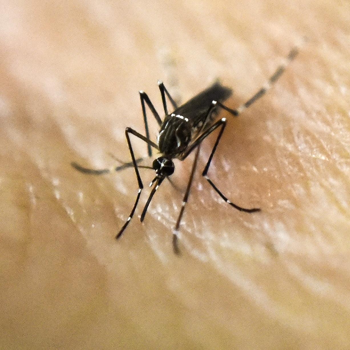 This Mosquito Likes Us Too Much For Our Own Good Health