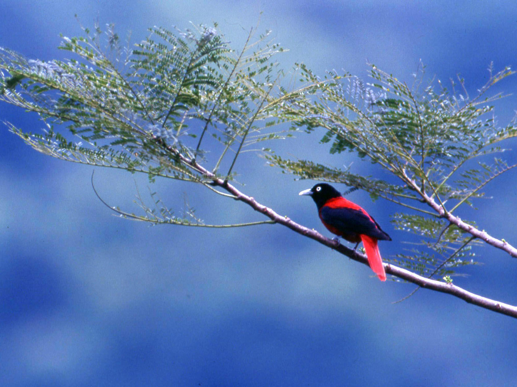 Ready Set Watch The Great Backyard Bird Count Starts Today Knkx