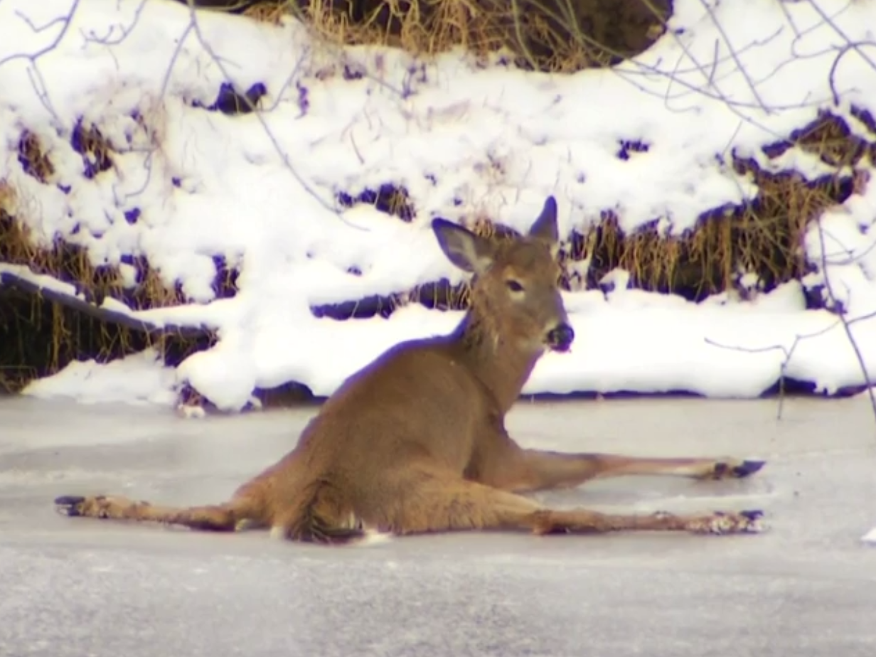 Video Conn Deer Rescue Transfixes Hundreds Of Thousands Of People Krcu conn deer rescue transfixes hundreds