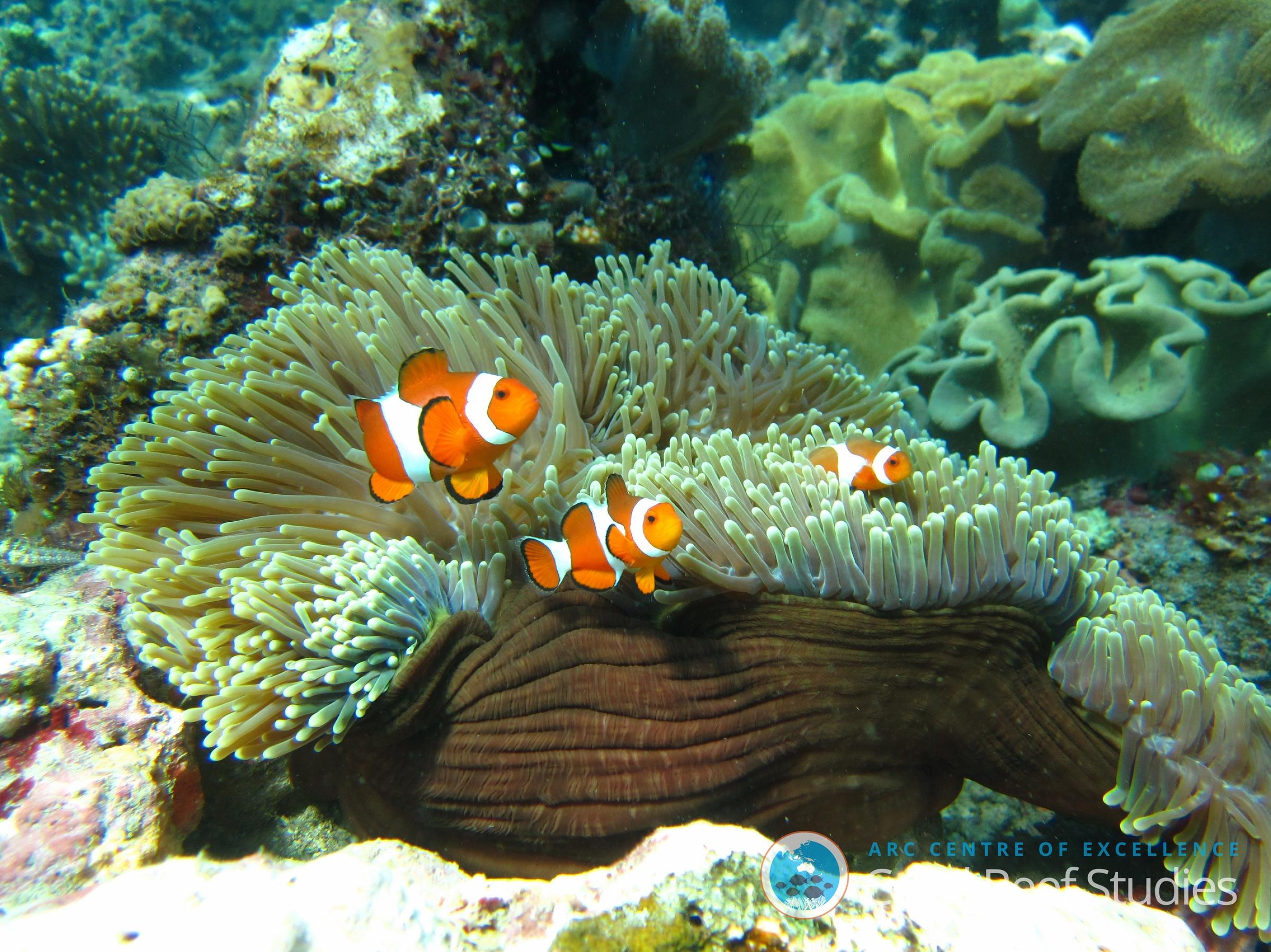 Coral Reef Fish Are More Resilient Than We Thought, Study Finds | WFSU