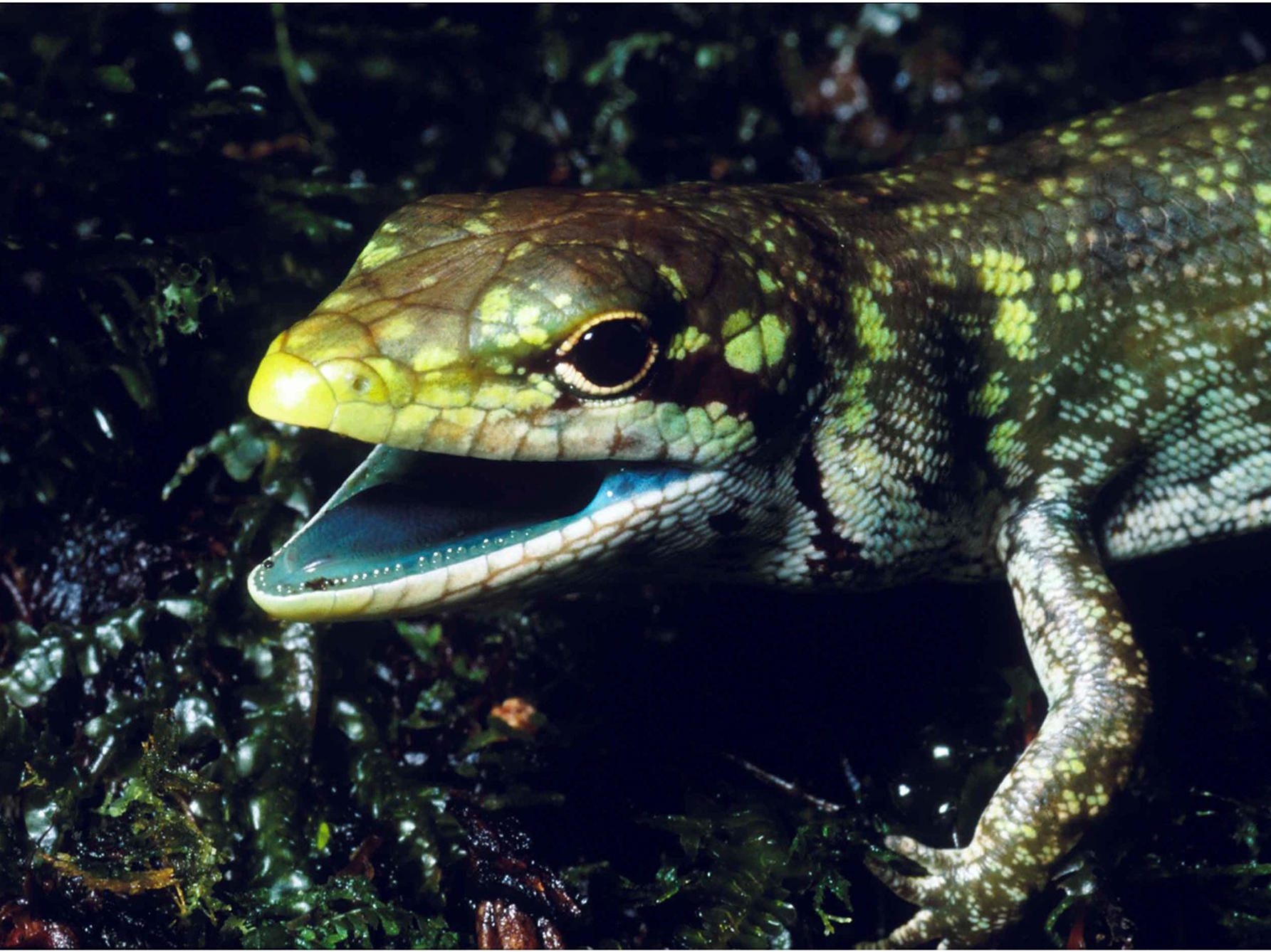 the prehensile-tailed skink from the highlands of new guinea has