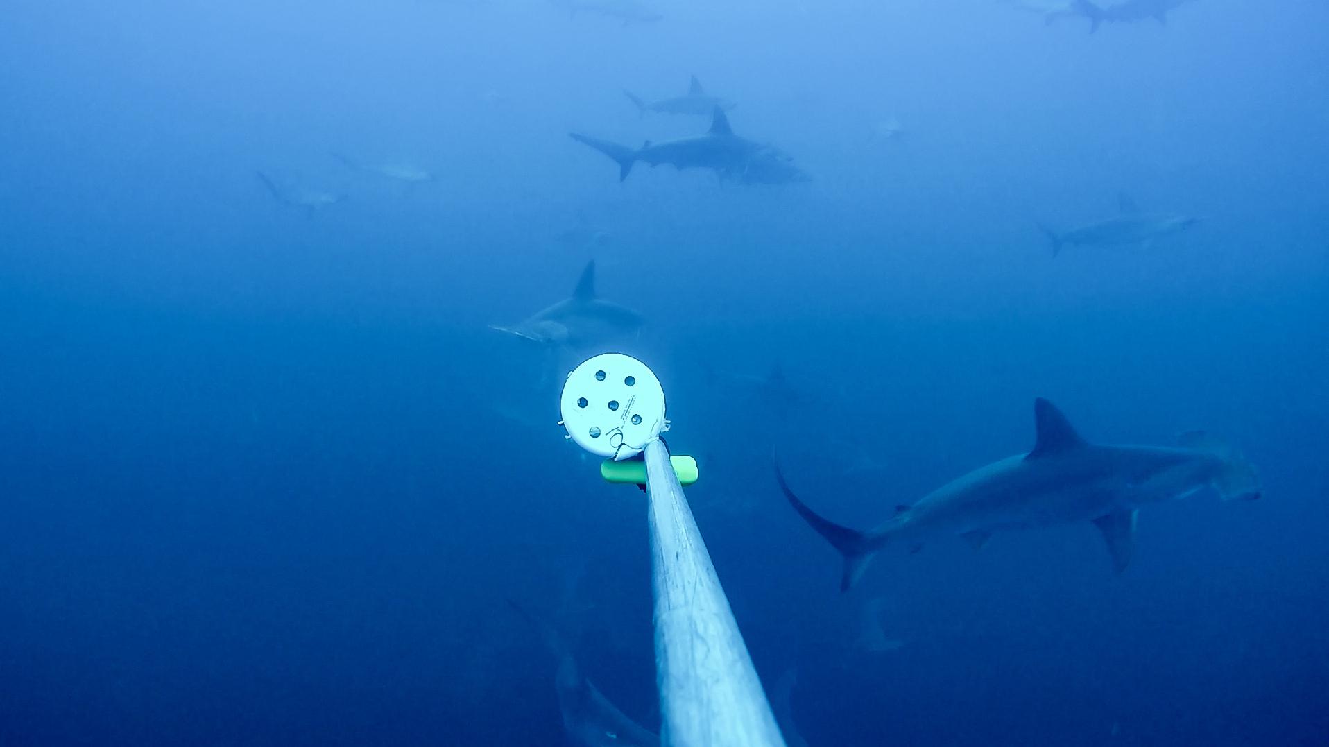 traveling a 500-mile-long "shark highway" in the pacific ocean