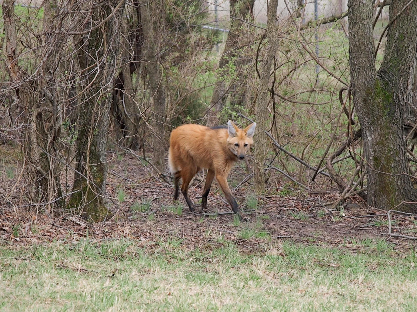 a maned wolf at the smithsonian conservation biology institute