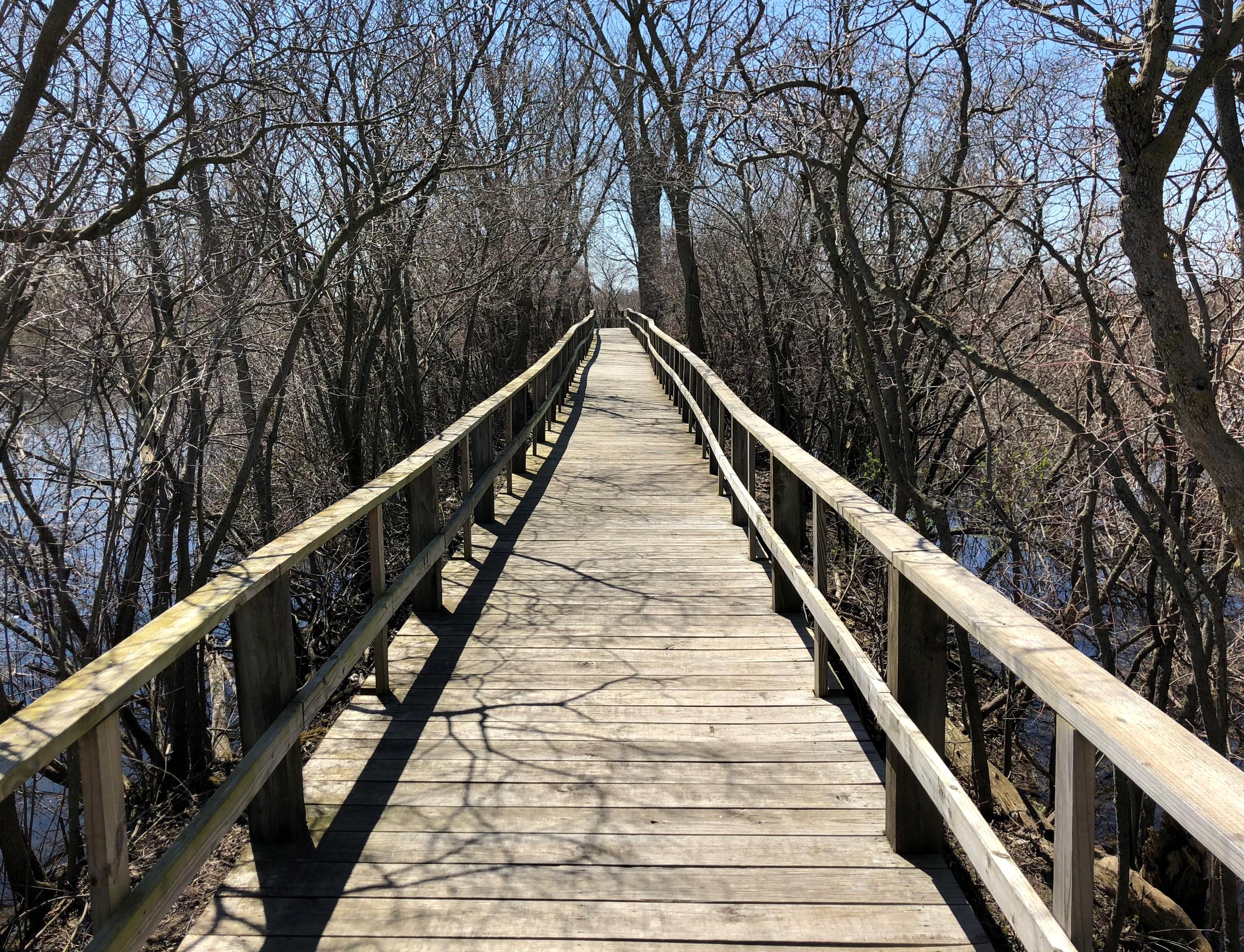 Magee Marsh is Ohio's Mecca for Migratory Birds WOSU Radio