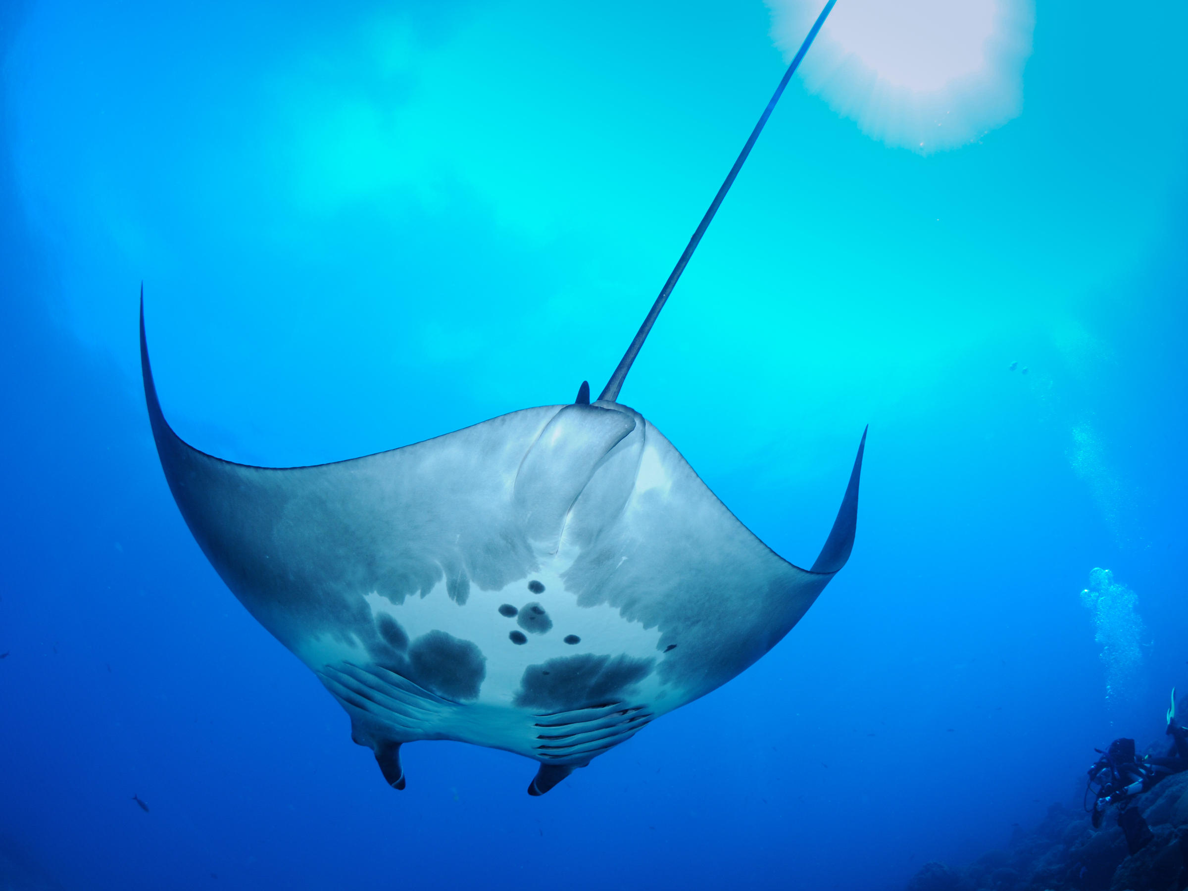 Nursery For Giant Manta Rays Discovered In Gulf Of Mexico Whqr