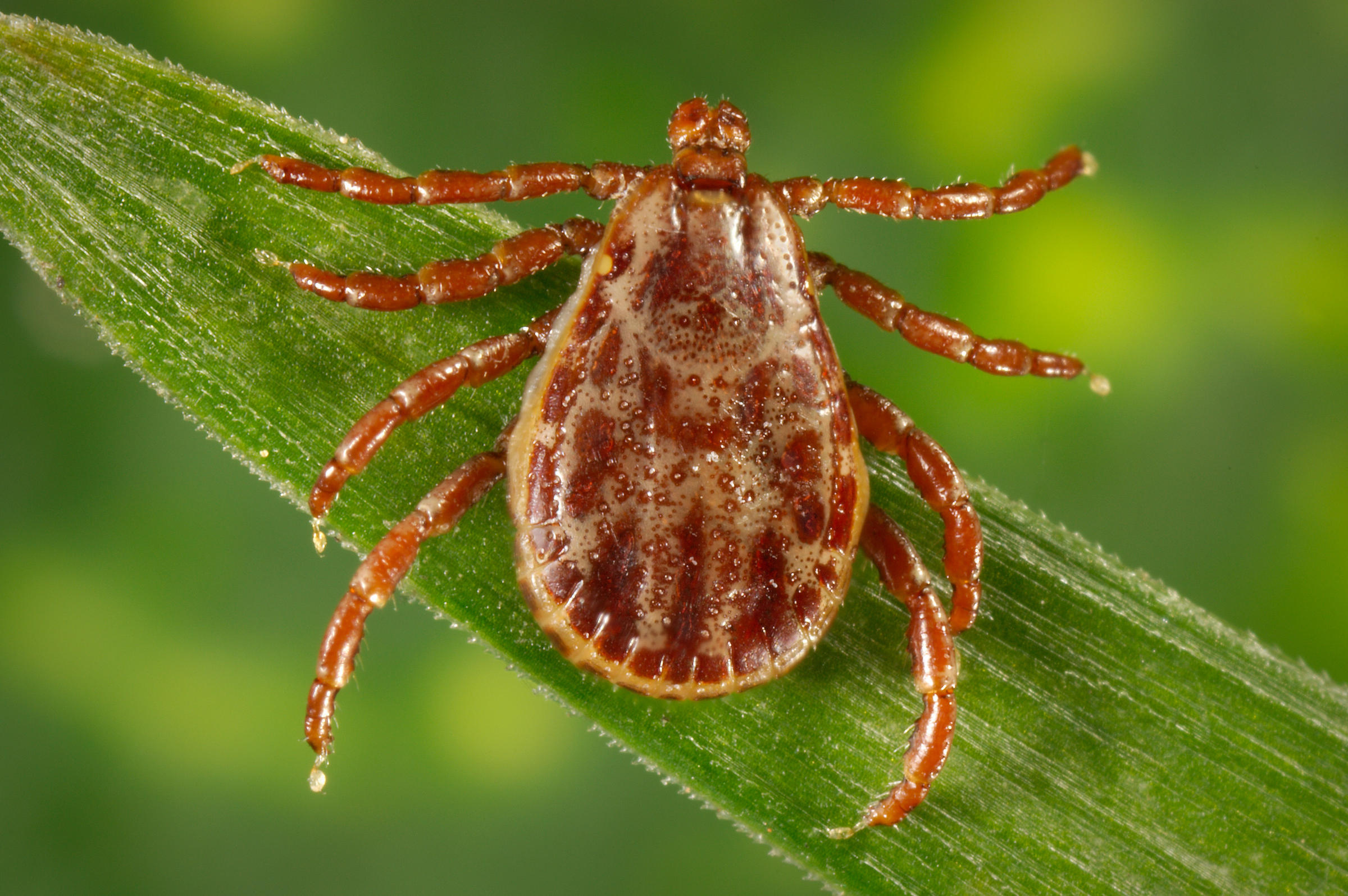 dorsal view of a male rocky mountain wood tick, dermacentor