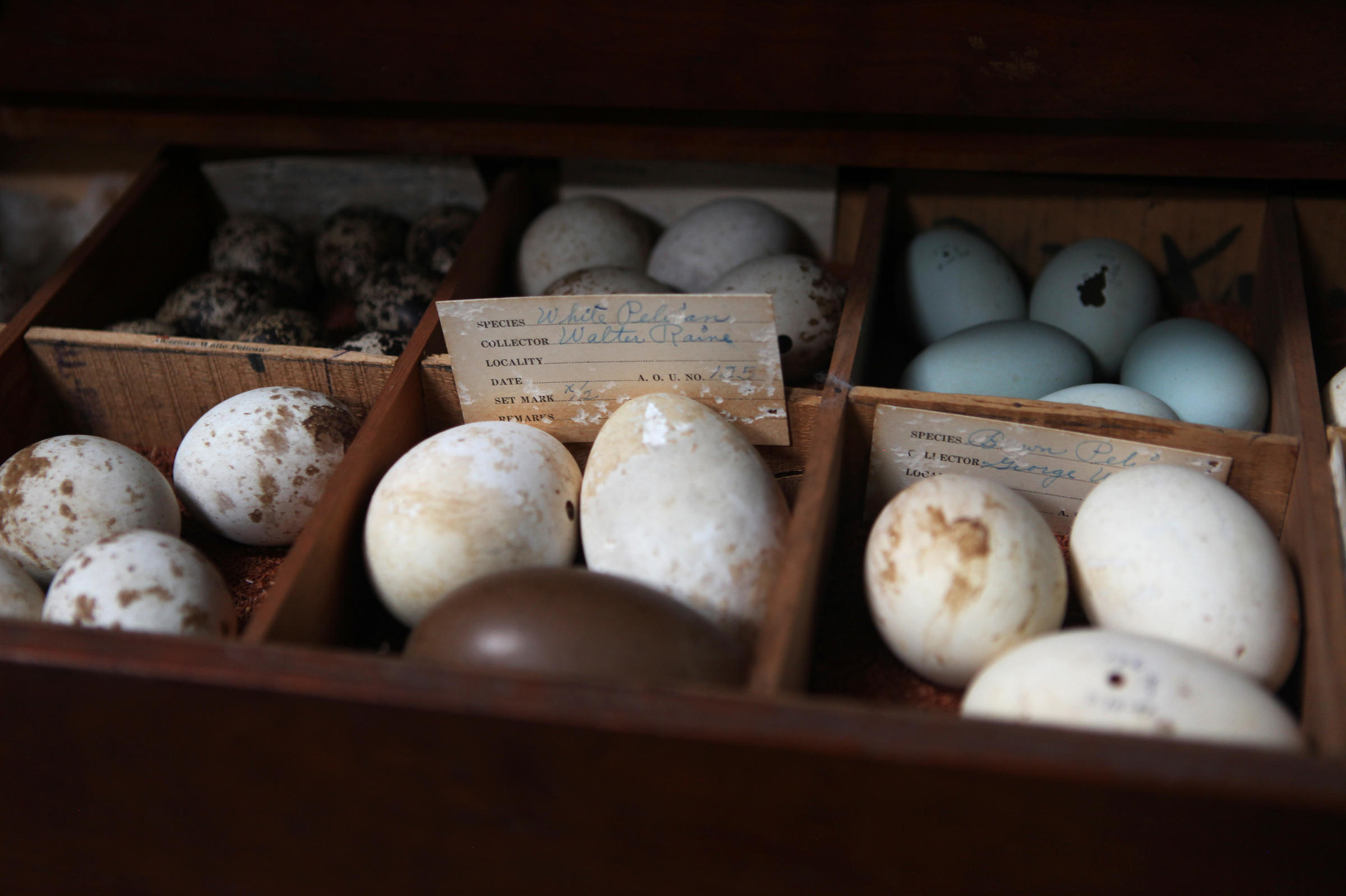 From A Million Eggs, Putting Together Clues About Science's Past And ...