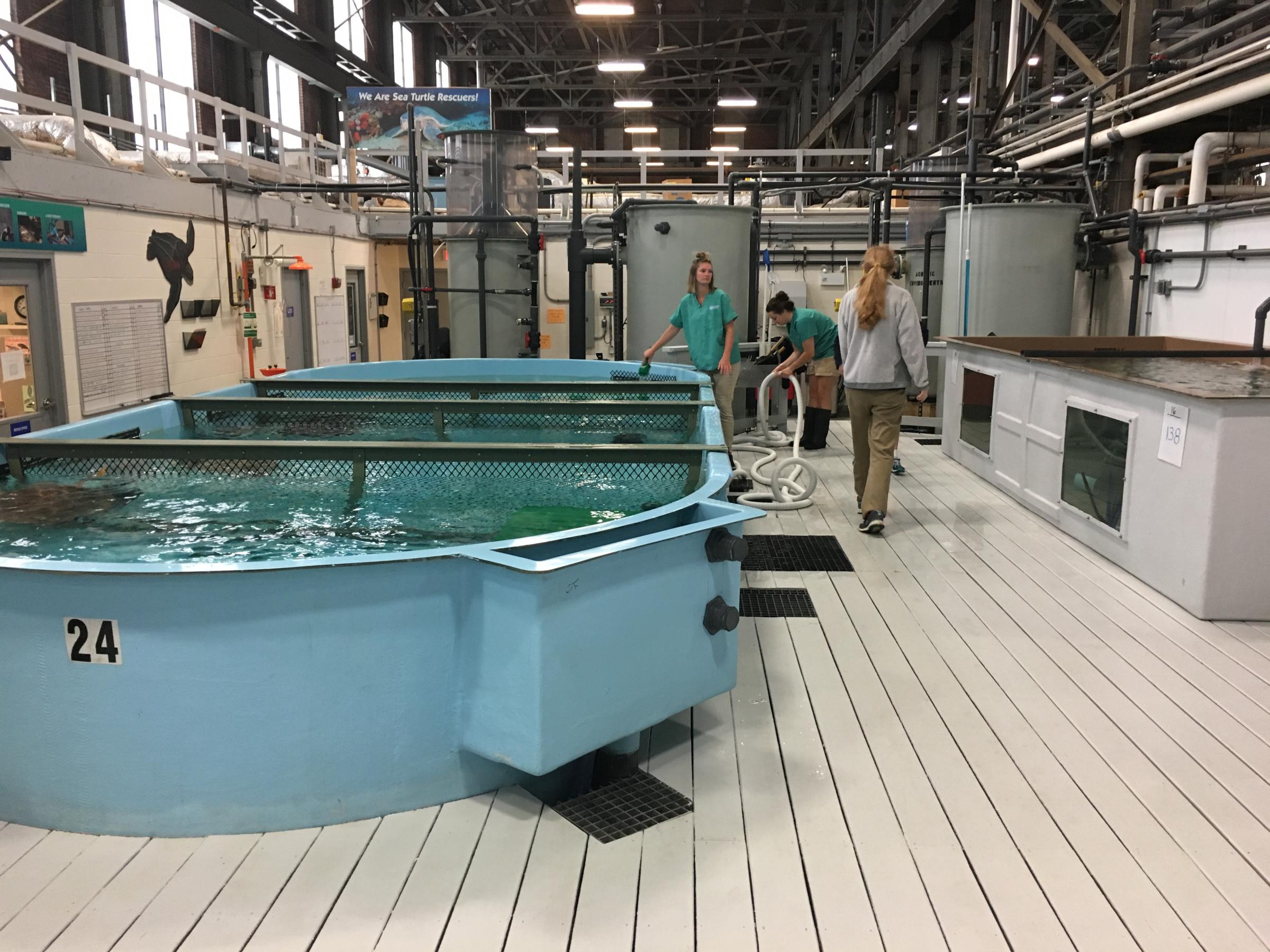 MA Sea Turtle Hospital Braces For 'Cold Stunning Season' | Connecticut ...