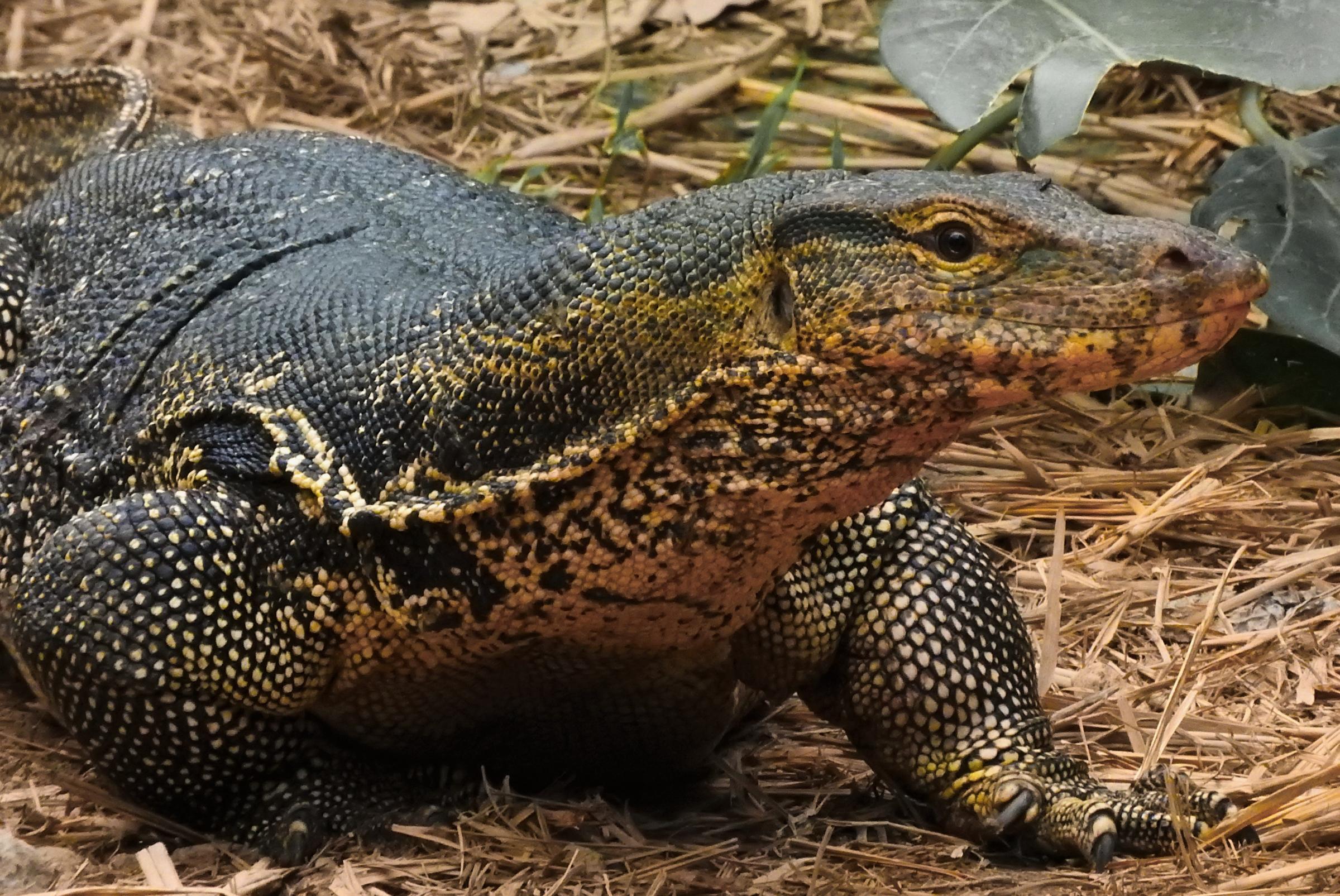 Giant Monitor Lizard Is Terrorizing Florida Family | WUSF News
