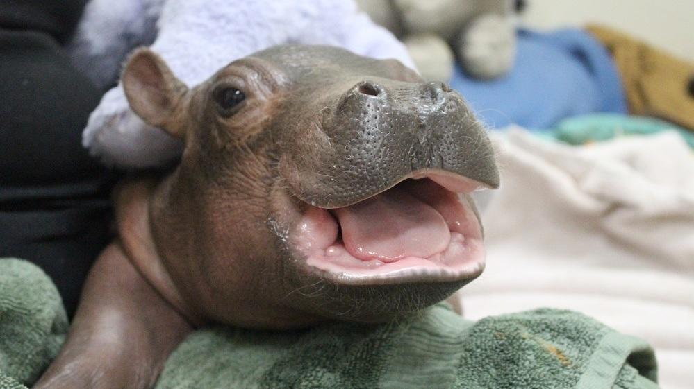 While Fighting The Odds, Fiona The Hippo Became A Social Media Star WAER