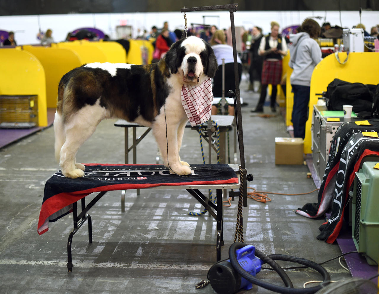 Meet The New Top Dog Judge At Westminster South Carolina Public