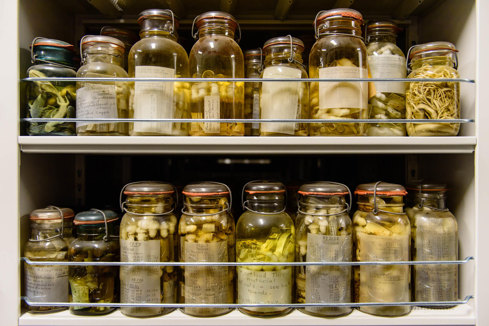 Nprwormweek Worms Are Bottled Up In The Smithsonian S Crawl Space