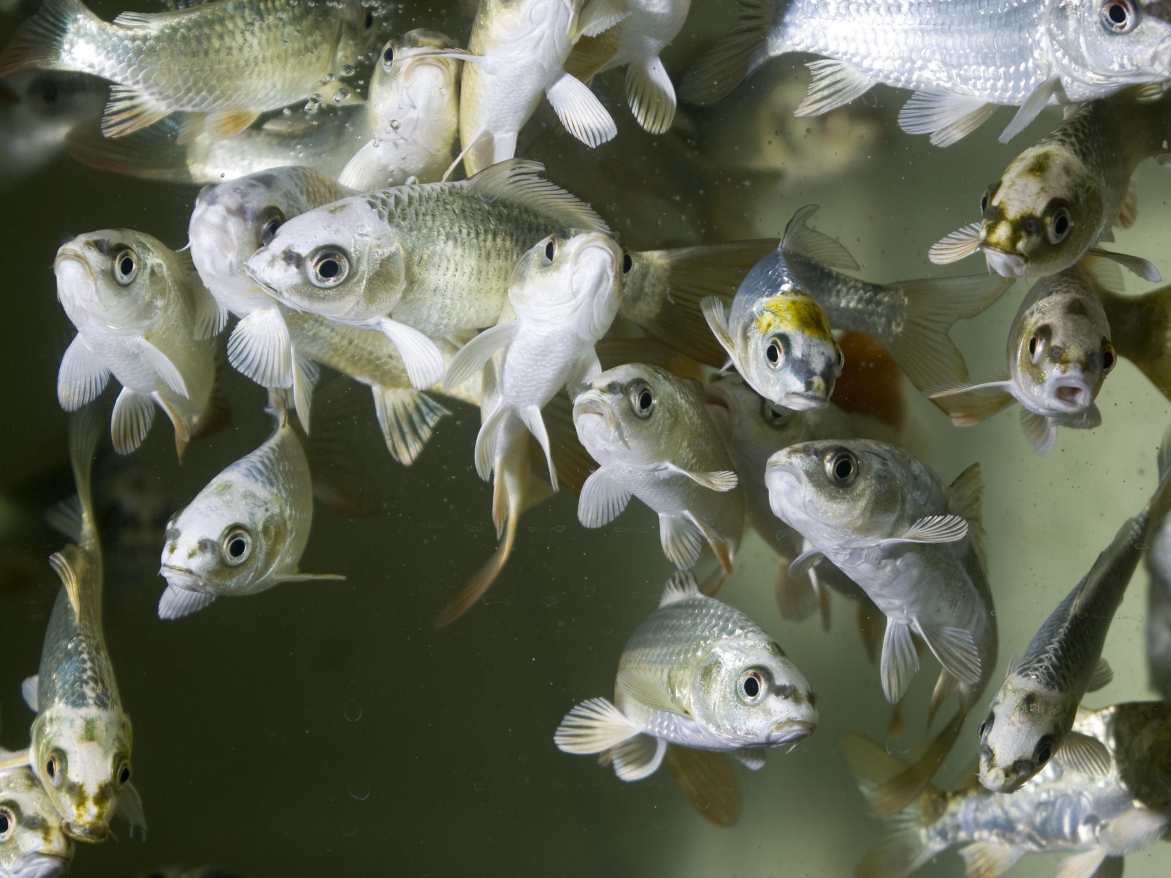 In Studying Sick Fish Scientists Trace History Of Fevers Wcai