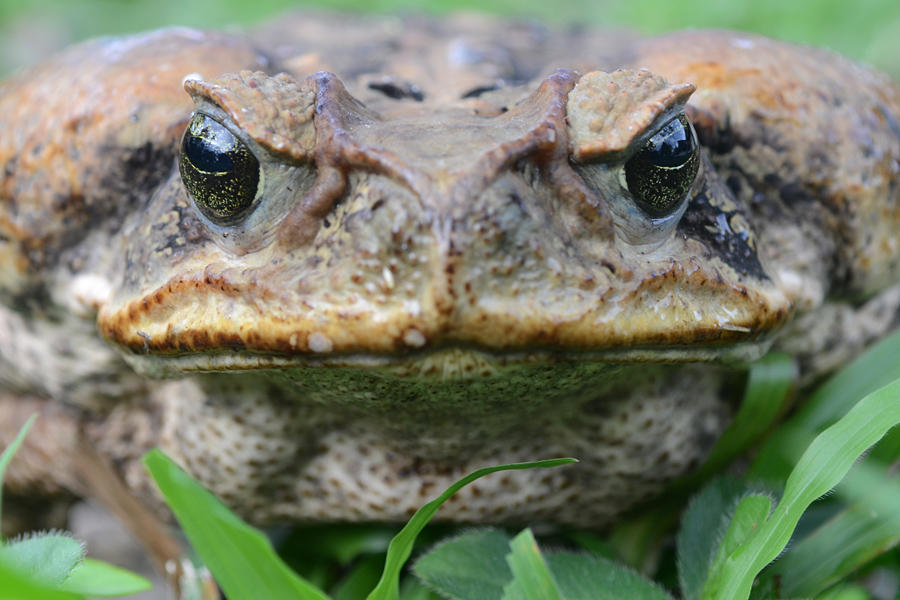 Recent Rain Brings Out Cane Toads, a Poisonous Threat to Pets WUSF News