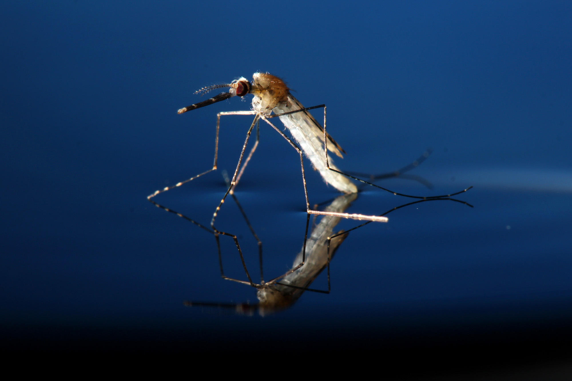 Mosquitoes Modified To Crash Species That Spreads Malaria