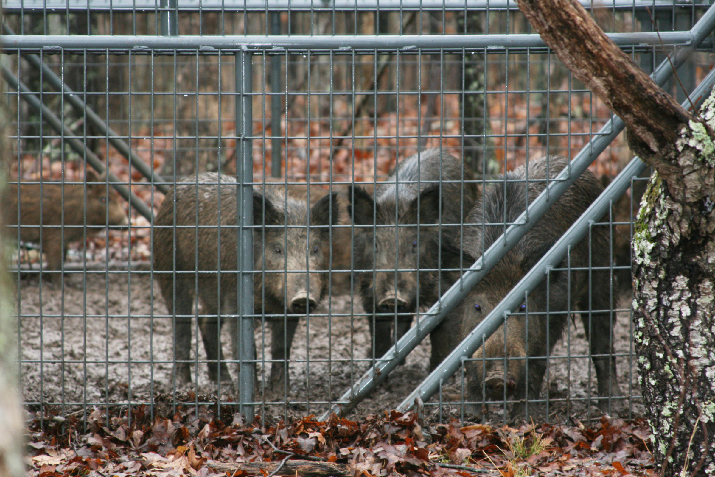 Missouri steps up effort to control feral pigs | KBIA