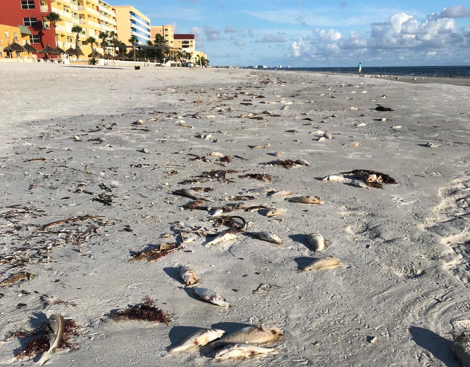 Clearwater Beach Red Tide Chart