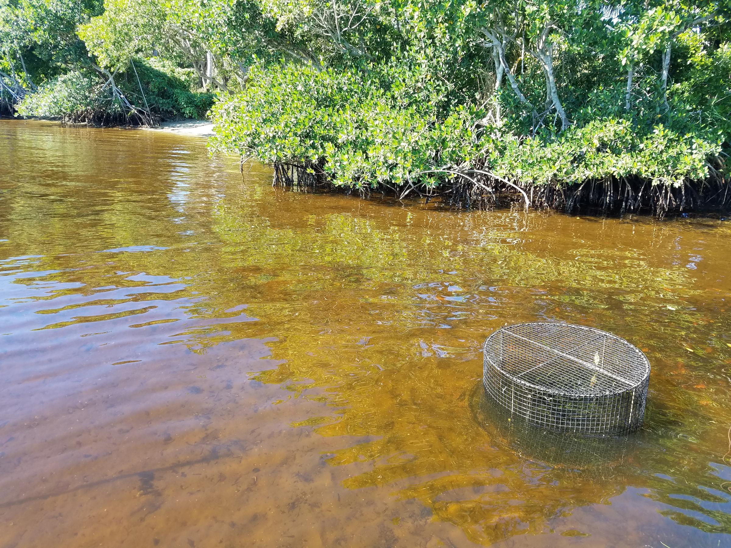 A Seagrass Restoration Project In The Caloosahatchee River Makes