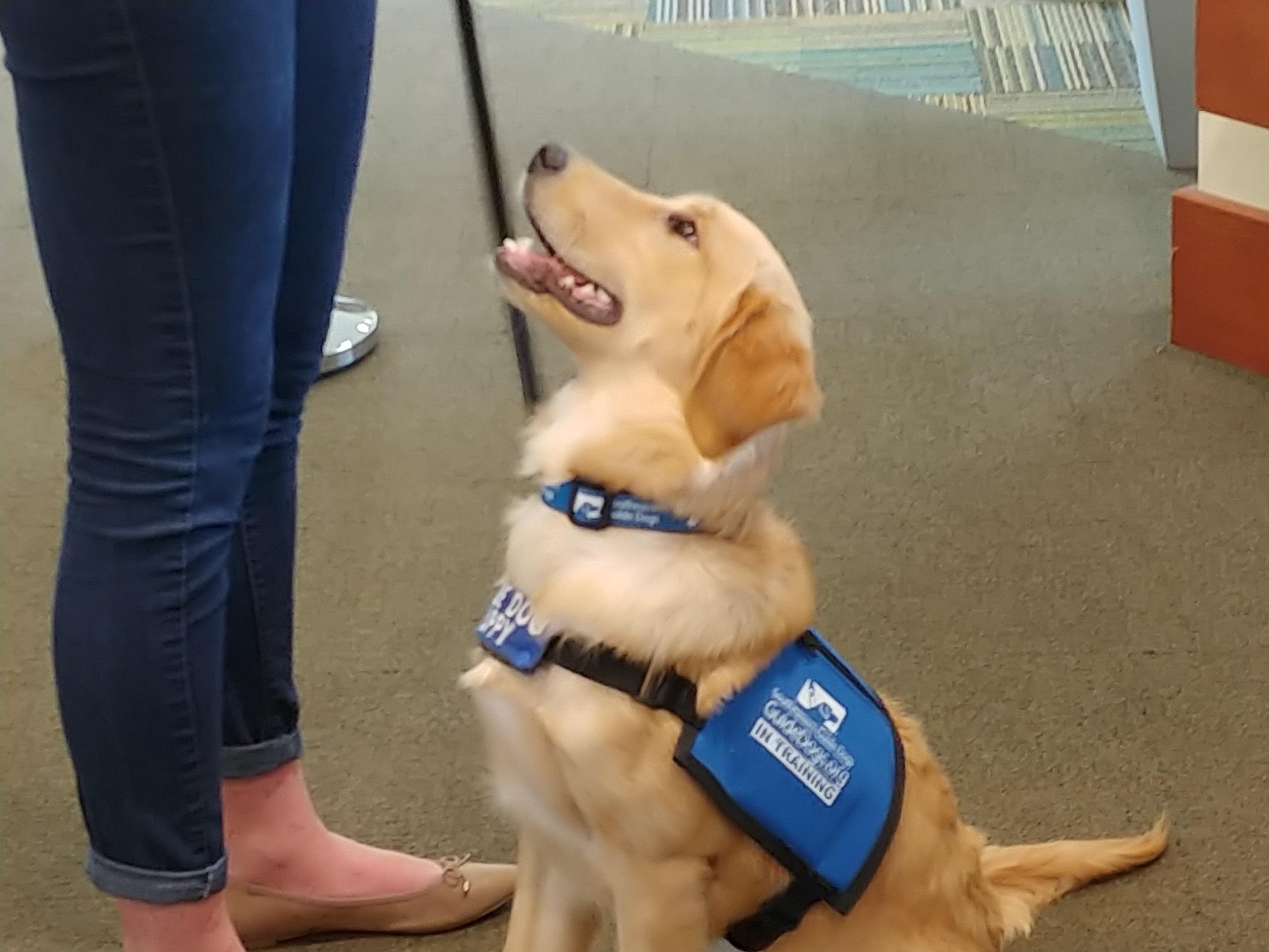 students-training-guide-dogs-on-2-usf-campuses-health-news-florida