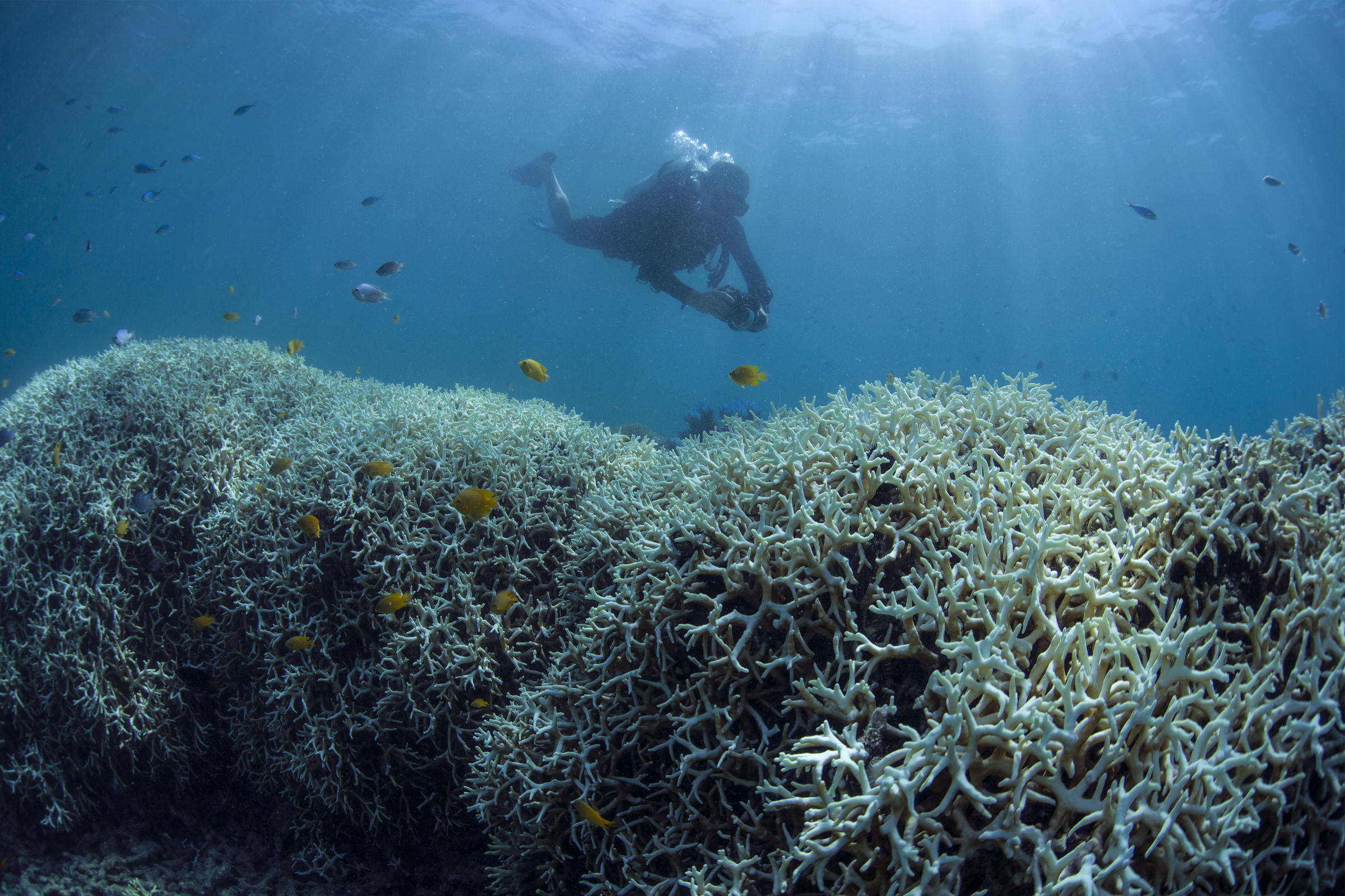 Key Largo Reef Restoration Conference Fueled By Urgency To Save Corals ...