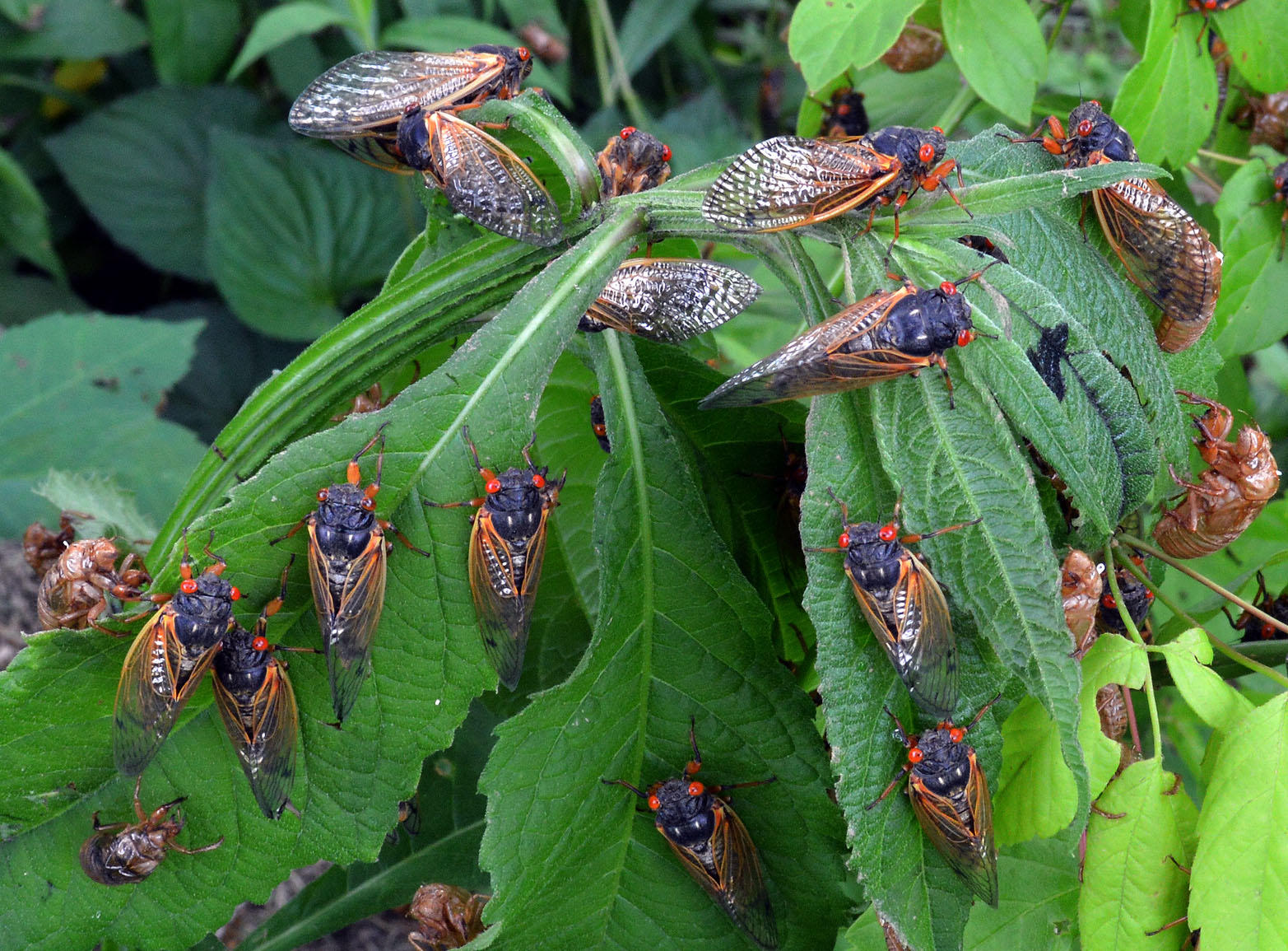 2017's Cicada Swarm Was No Fluke WOSU Radio