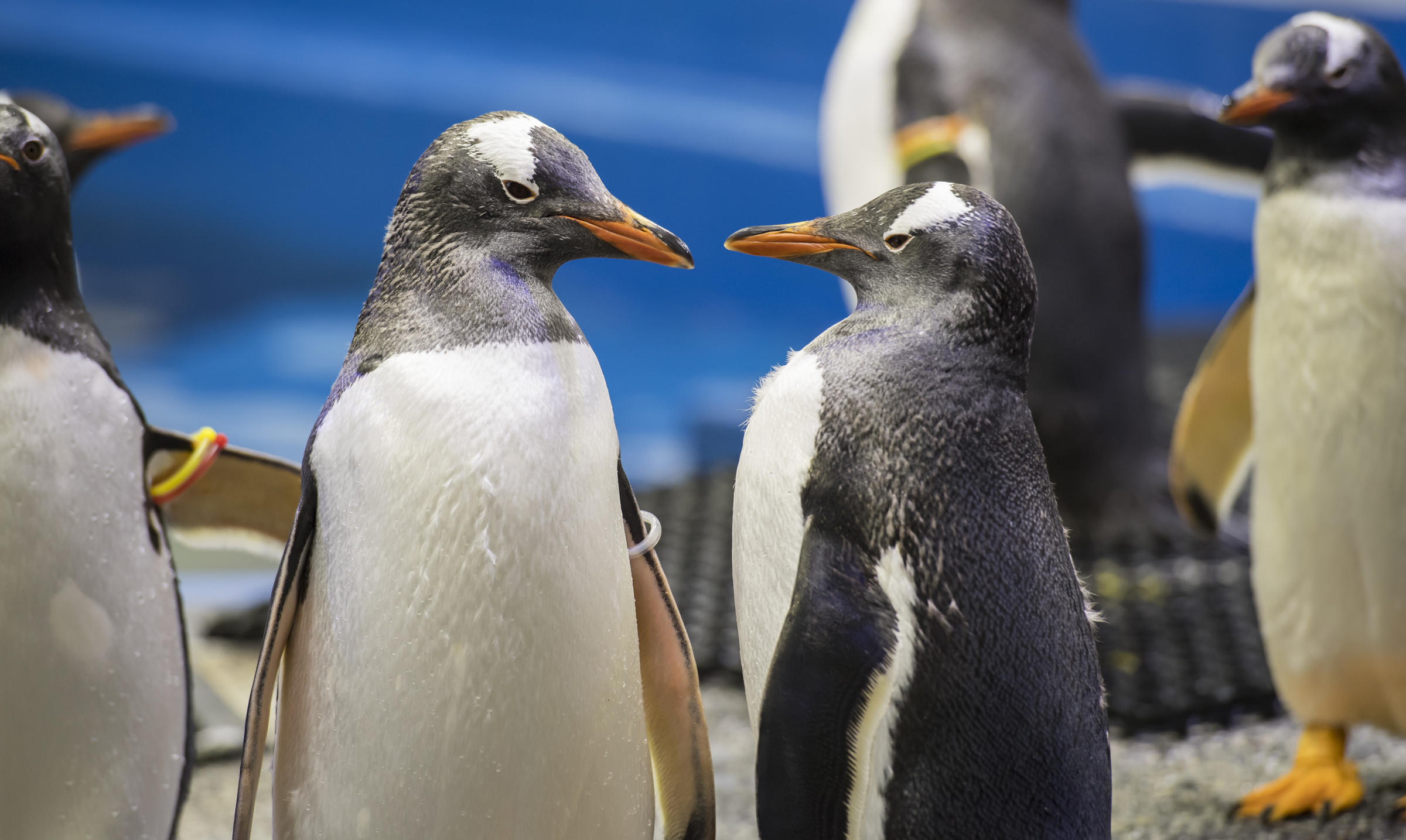 Same Sex Penguin Couple Fosters An Egg In Sydney Connecticut Public Radio